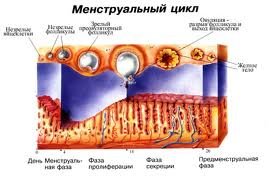 Что такое овуляция? 